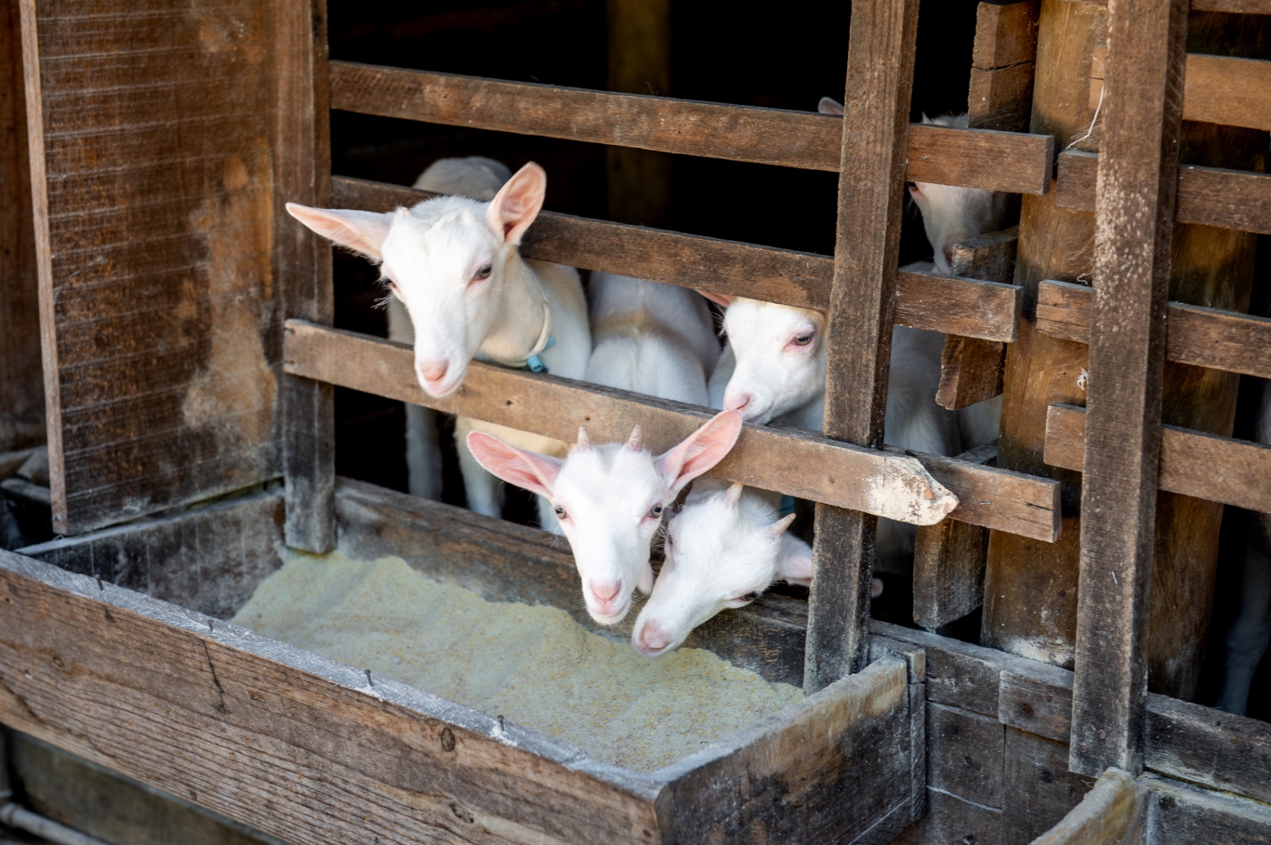 Cabras no pasto da Serra