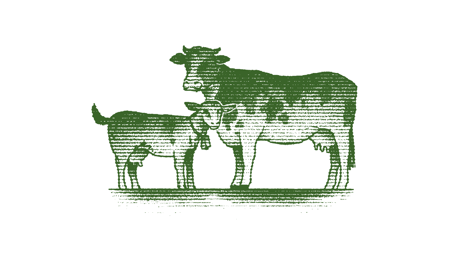 Vaca e bezerro